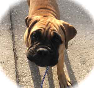 Bullmastiff puppy for sale